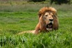 Lion with Fake Roar.jpg